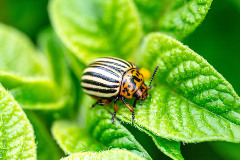 Postřik z kopřivy zlikviduje na zahradě mandelinku bramborovou – Inspirace